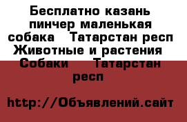 Бесплатно казань.пинчер маленькая собака - Татарстан респ. Животные и растения » Собаки   . Татарстан респ.